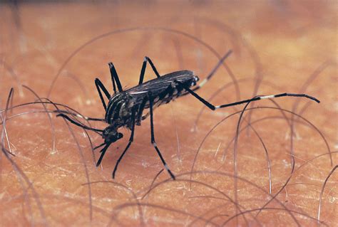 mosquito summary | Britannica