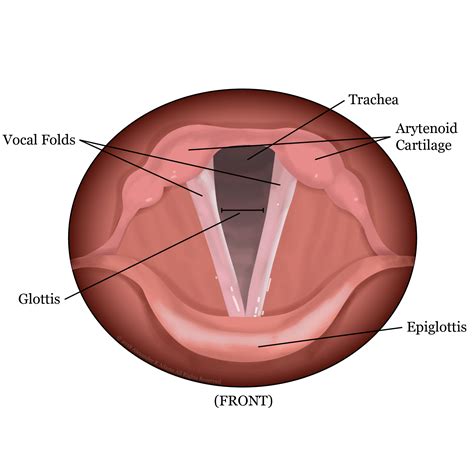 Learn to Love Your Folds - Anatomy of Your Voice, Pt. 1 — Blog