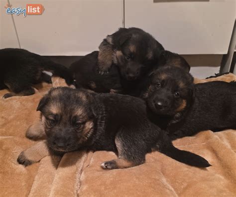 German Shepherd Dog Puppies for sale by Private sellers