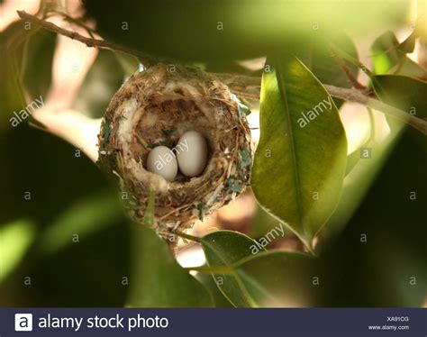 Hummingbird Eggs High Resolution Stock Photography and Images - Alamy
