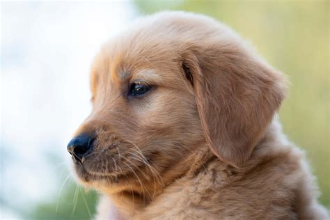 Download Golden Retriever Fluffy Puppy Picture | Wallpapers.com
