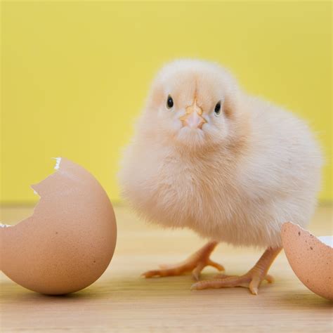 Why Do Chickens Break Their Eggs? Unveiling The Surprising Reasons