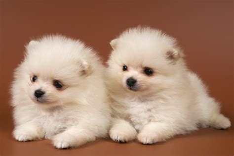Charming Pomeranian Puppies HD Wallpaper - Adorable Animal Delight