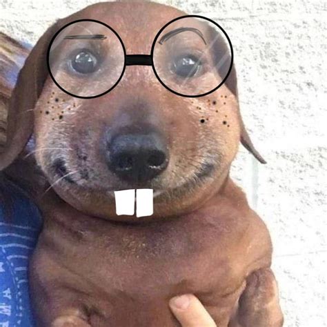 Goofy dog – Artofit