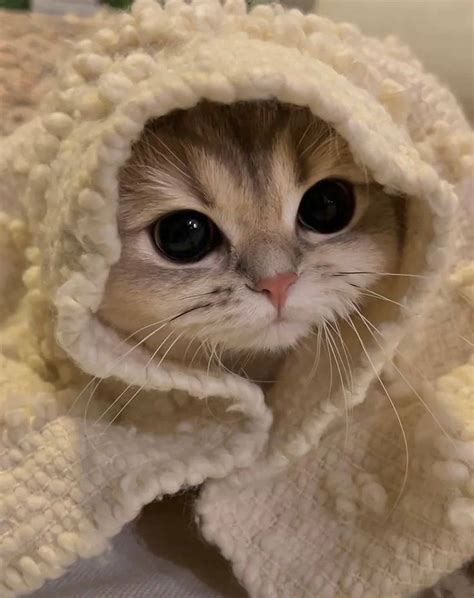 Cat Coloring Page Printable