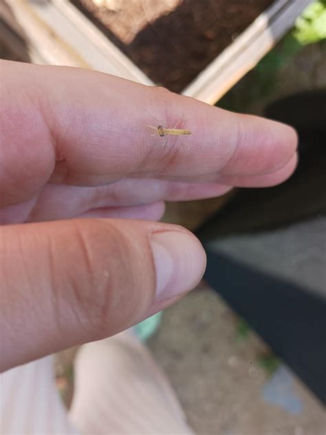 Baby praying mantis from my parents garden : r/tinyanimalsonfingers