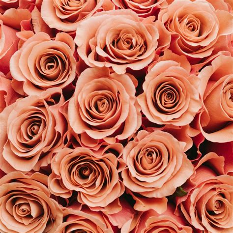 Discover the Symbolism Behind Roses - Rosaholics