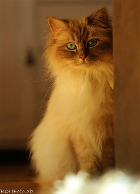 Top 5 Friendliest Cat Breeds at James Auxier blog