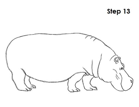 How to Draw a Hippopotamus VIDEO & Step-by-Step Pictures