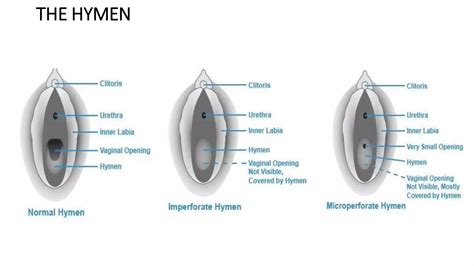 Introduction to anatomy and physiology of the female reproductive ...