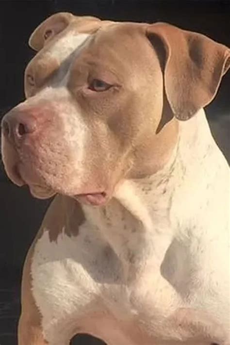 Pitbull Dog Attack Photos