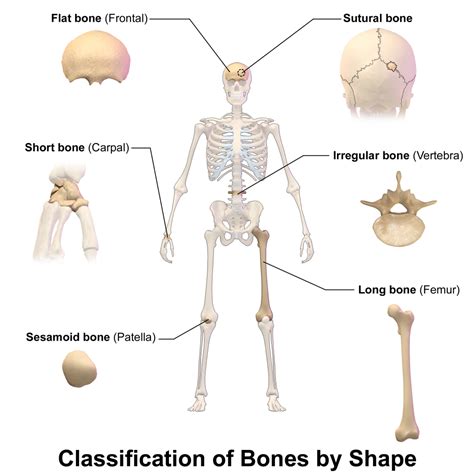 11.4 Structure of Bone – Human Biology