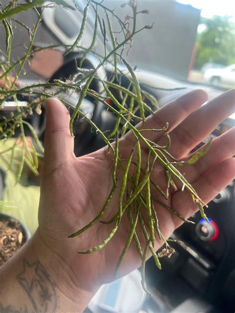 What kind of plant is this? : r/plants