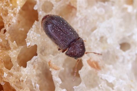 tiny beetles in house uk - Cristine Fuqua
