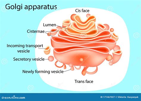 Golgi apparatus. Diagram stock vector. Illustration of drawing - 171467027
