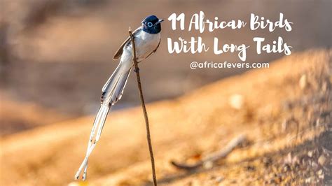 What Kind Of Birds Have A Long Tail In Southern Africa? A Small List Of ...