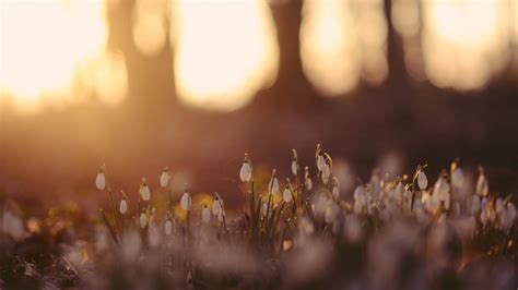 Stunning Depth of Field wallpaper | 1920x1080 | #31908