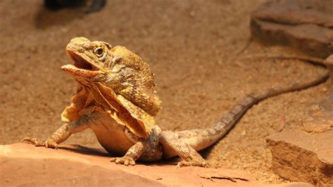 Frilled Dragon Lizard