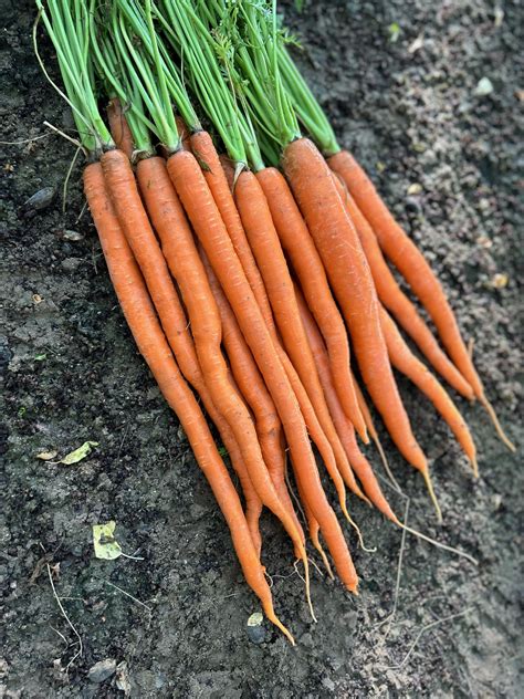 Why are carrots orange? - IFSI