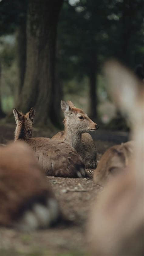 Mother+Takes+Daughter+To+Japanese+Massage Videos, Download The BEST ...