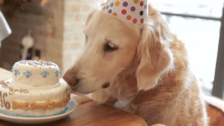 Happy Birthday Dog GIFs - Find & Share on GIPHY