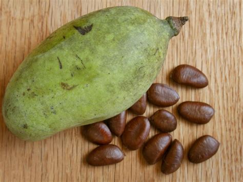 Seeds Of Pawpaw