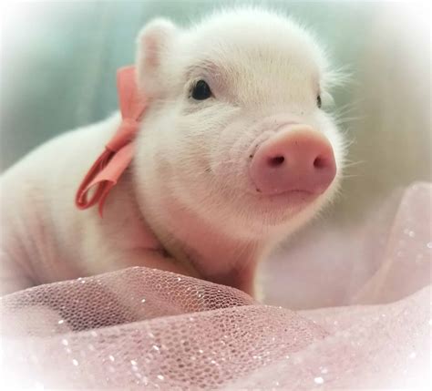 What Are Mini Pigs at Matthew Tindal blog