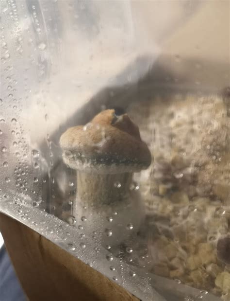 Sexy Time Mushroom 😏 : r/beacain