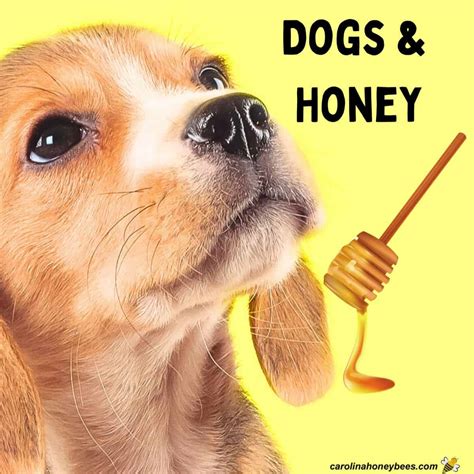 Can You Give Honey to Dogs?- Carolina Honeybees