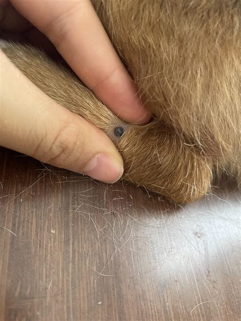 Black Mole On Dog Skin