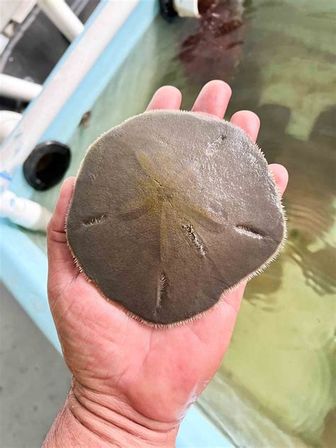 Live Sand Dollars