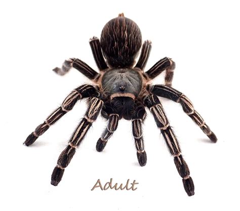 Costa Rican Striped Knee Tarantula - Aphonopelma seemanni - 0.25 inch (Captive Bred)