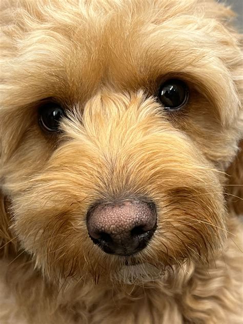 Dog's Nose Turning Pink? The Reason Behind Snow Nose!