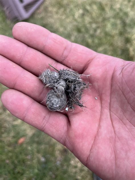 What is this? Animal poop? Hair ball? From coyote, perhaps? Located in ...