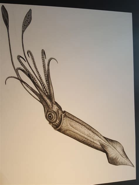 I bought Charocal Pens and drew this Squid : r/drawing