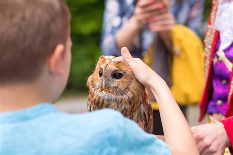 Are Owls Dangerous? Do They Attack Humans?