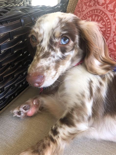 Double Dapple Dachshund