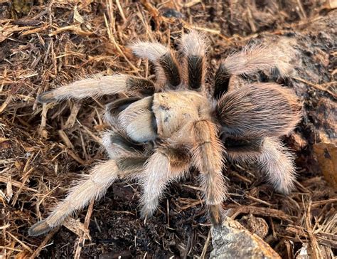 Arizona Blonde Tarantula for sale | Snakes at Sunset