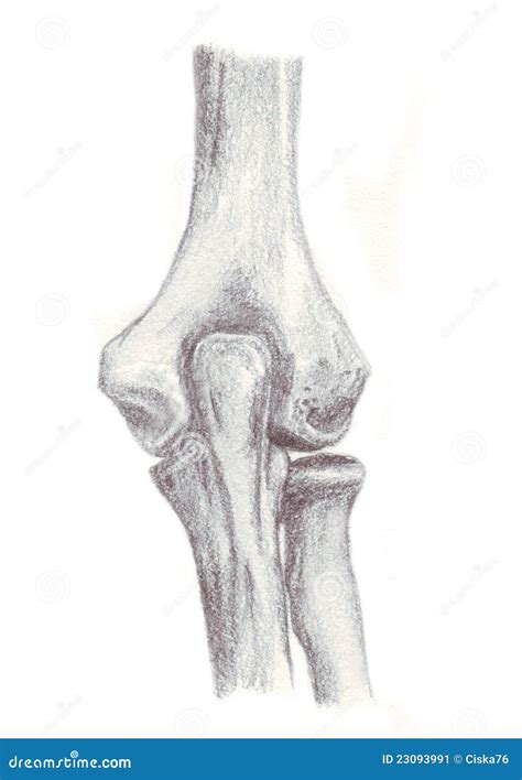 Human Anatomy, Bones of the Elbow Stock Illustration - Illustration of articulation, black: 23093991