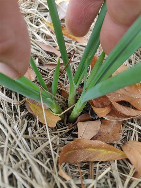 If I planted one shallot bulb and I get 3 stems does that mean I going to get 3 heads crowding ...