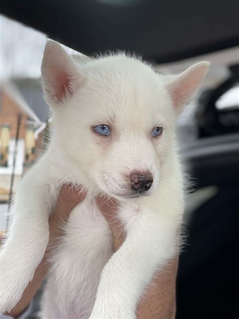 White husky puppy – Artofit