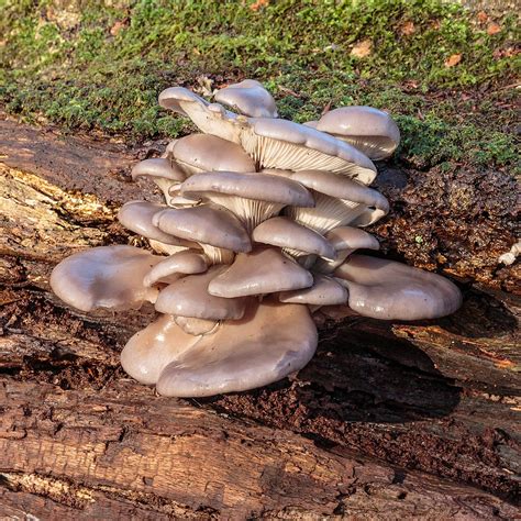 16 Oyster Mushroom Look-Alikes (and Identification Guide)