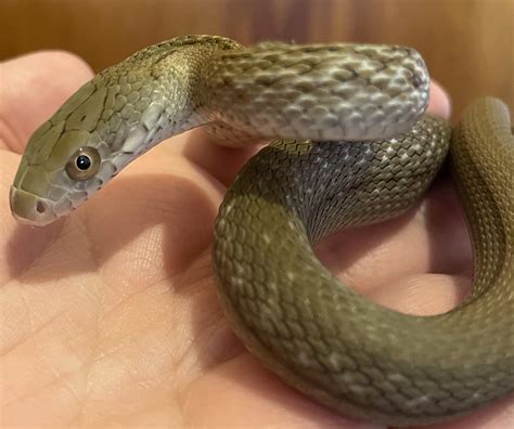 1365 best Rat Snake images on Pholder | Snakes, Itsaratsnake and ...