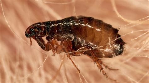Can Fleas Fly? Know The Facts - All You Need to Know