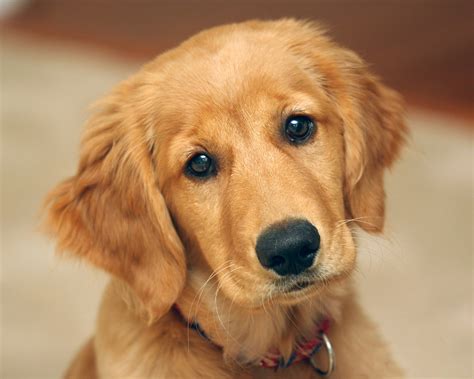 Best Names For A Female Golden Retriever at Michael Tirado blog