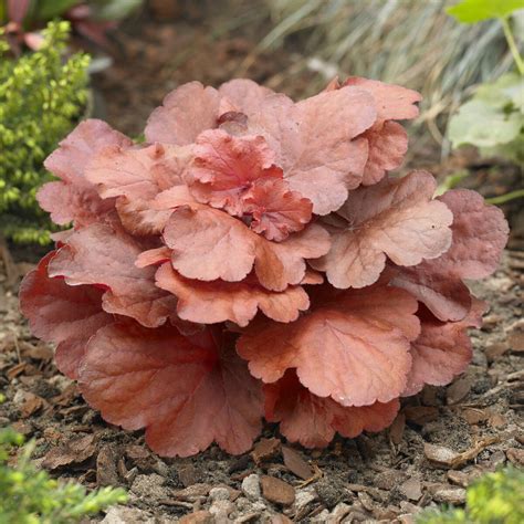 Heuchera Fire Alarm - Heuchera Fire Alarm