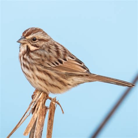 Song Sparrow Calls and Song (includes AUDIO clips) - Bird Watching HQ