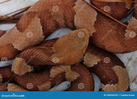 Venomous Copperhead Snake Tail Stock Image | CartoonDealer.com #190800061