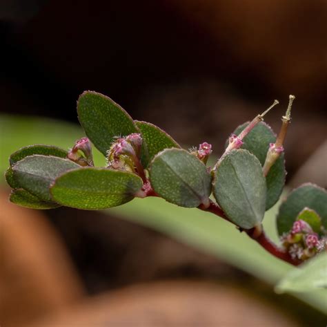 Can A Plant Cause Cancer at Tanya Milford blog