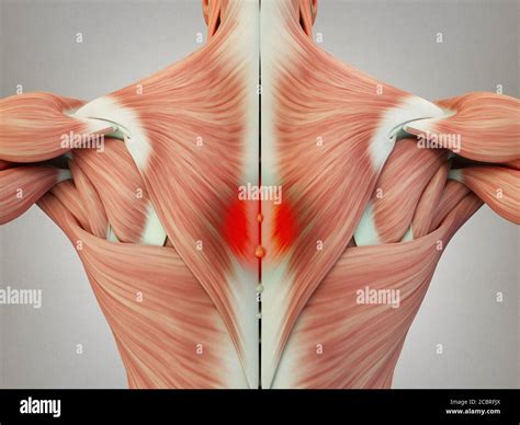 Human anatomy torso back muscles, pain left shoulder area. 3D Illustration Stock Photo - Alamy